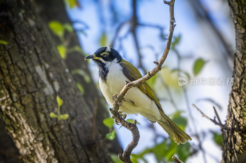 蓝面蜜雀(Entomyzon cyanotis)